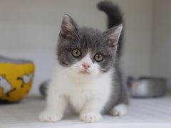 -lincat·猫舍(广州店)
