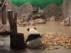 -成都保利公园皇冠假日酒店(熊猫基地店)