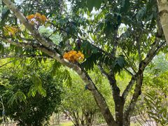 -中国科学院西双版纳热带植物园