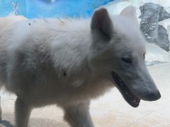 -海合安天津极地海洋公园
