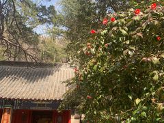 -青岛崂山太清宫