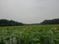 -东郊湿地公园