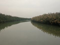-大湾区中央湿地公园