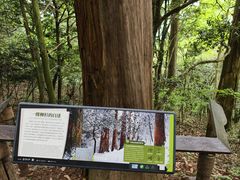 -天目山大树王景区