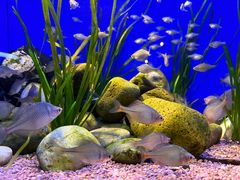 -上海海洋水族馆