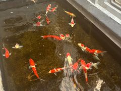 -鲤院·新中式美学·庭院餐厅(夫子庙店)