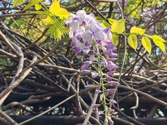 -西南交通大学(九里校区)