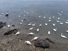 -烟墩角天鹅湖