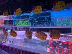 -中环花鸟鱼虫市场