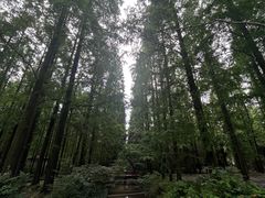 -东平国家森林公园