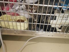 -艾贝尔宠物医院·24H转诊中心·肿瘤猫专科(江宁双龙店)