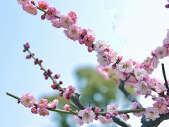 -莘庄梅园
