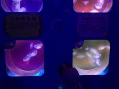 -芜湖新华联大白鲸海洋公园