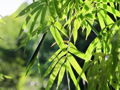 -深圳仙湖植物园