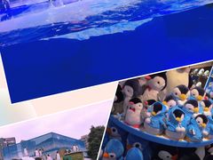 -海合安成都极地海洋公园