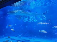 -烟台海昌鲸鲨海洋公园