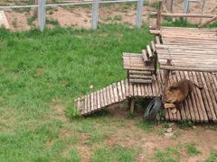 -青藏高原野生动物园