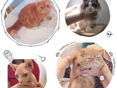 -飞行喵MR PILOT|猫舍·猫咖(静安大融城店)