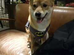 -百好乐宠物友好餐厅(朝外大街店)