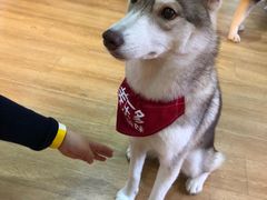 -Husky Go! 哈士奇体验馆·宠物咖啡厅狗咖