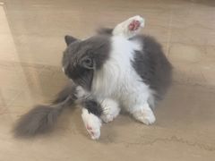 -悠尼宠物·独立低压伊珊娜洗护·美容·寄养(兰谷路店)