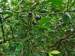 -金谷域澳洲庄园