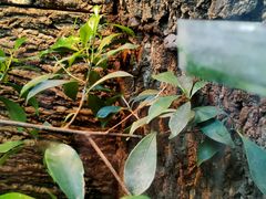 -上海大自然野生昆虫馆(东方明珠·爬宠昆虫探索中心)