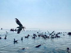 -深圳湾公园(南山区)