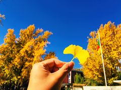 -三里屯东五街银杏大道