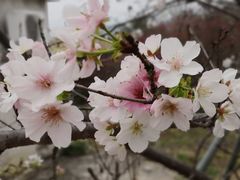 -天适樱花悠乐园