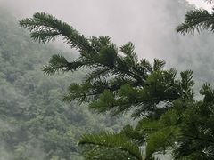 -凤凰山国家森林公园