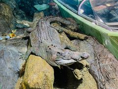 -上海海洋水族馆