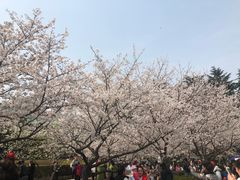 -武汉大学-樱园