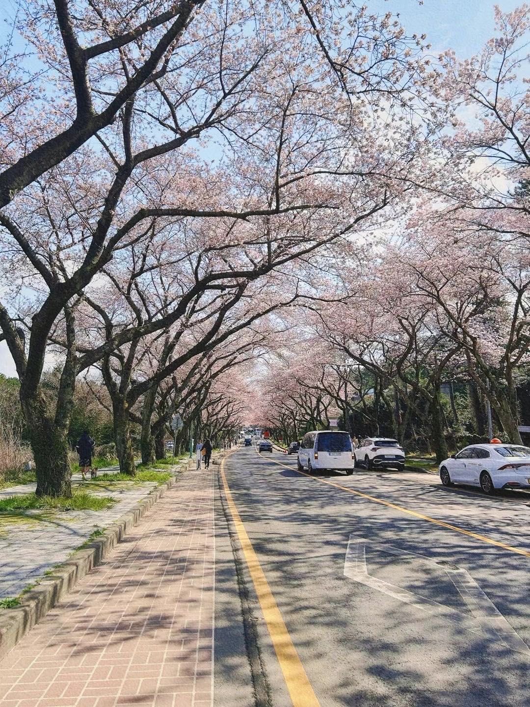 樱花路🌸