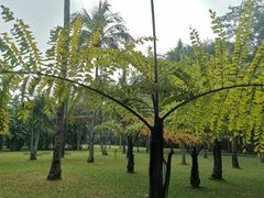 -中国科学院西双版纳热带植物园
