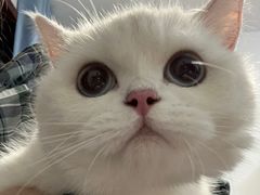 -三花喵·撸猫购宠·宠物生活馆(虹桥南丰城店)