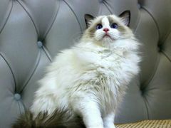-宠爱多约克夏马尔济斯泰迪小型犬专卖