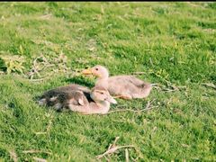 -前小桔亲子创意农场·草莓采摘·露营烧烤