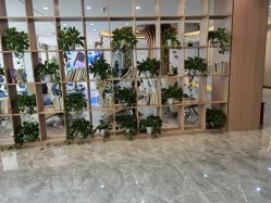 -碧莲盛·不剃发植发