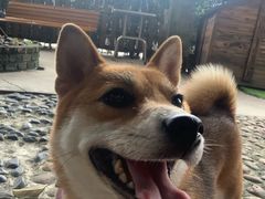 -柴犬高等学院·狗咖·柴犬售卖·宠物训练