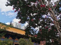 -真庆观