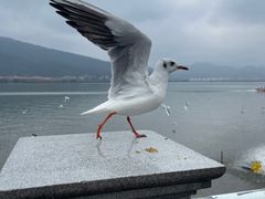 -海埂大坝