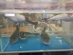 -红叶日料·放题·海胆·定食(星海店)