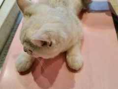-momokira米努特·德文卷毛猫·棉花面纱犬
