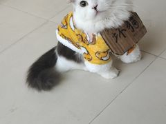 -怪兽屋·羊驼·猫咖·狗咖(俊华广场店)