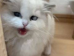 -爪爪喵星球·猫舍(卓悦中心店)