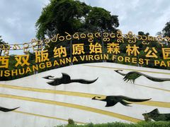 -西双版纳原始森林公园