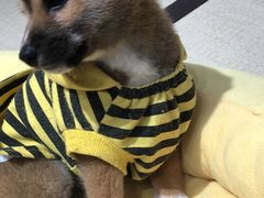 -逗柴咖啡屋·狗咖猫咖宠物桌游
