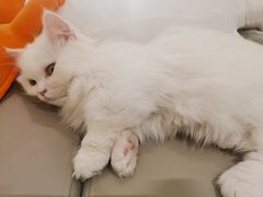 -猫腻·猫咖·撸猫馆(星光大道店)