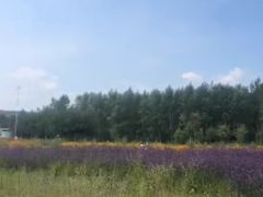 -北纬44度·金珠花海休闲农业旅游景区